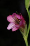 Gladiolus italicus RCP5-2019 (15).JPG